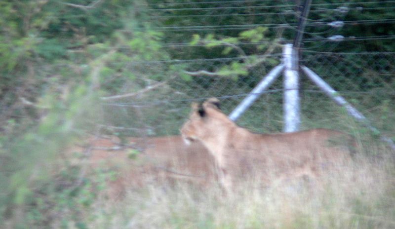 JAR 348_lev.JPG - Ještě před vězdem do kempu nás čekalo jedno vzrušení, neboť kolem plotu běhala smečka lvic. Nejzvláštnější bylo, že jediné co lvům bránilo ve vniknutí do kempu branou, byl metr a půl dlouhý rošt. Vedle brány sice stál ještě hlídač, ale nevím jestli by měl proti hladovým šelmám šanci, když byl vyzbrojen pouze metrovou tyči. Co budu vyprávět, klidně se nám nespalo při vědomí, že nám lvi běhají asi metrů od hlavy.